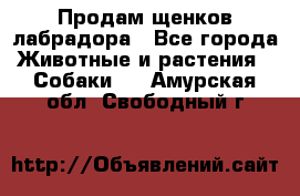 Продам щенков лабрадора - Все города Животные и растения » Собаки   . Амурская обл.,Свободный г.